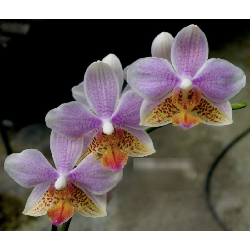 Орхидея Phal. I-Hsin Golden Tangerine Ice x Stuartiana №2 - купить